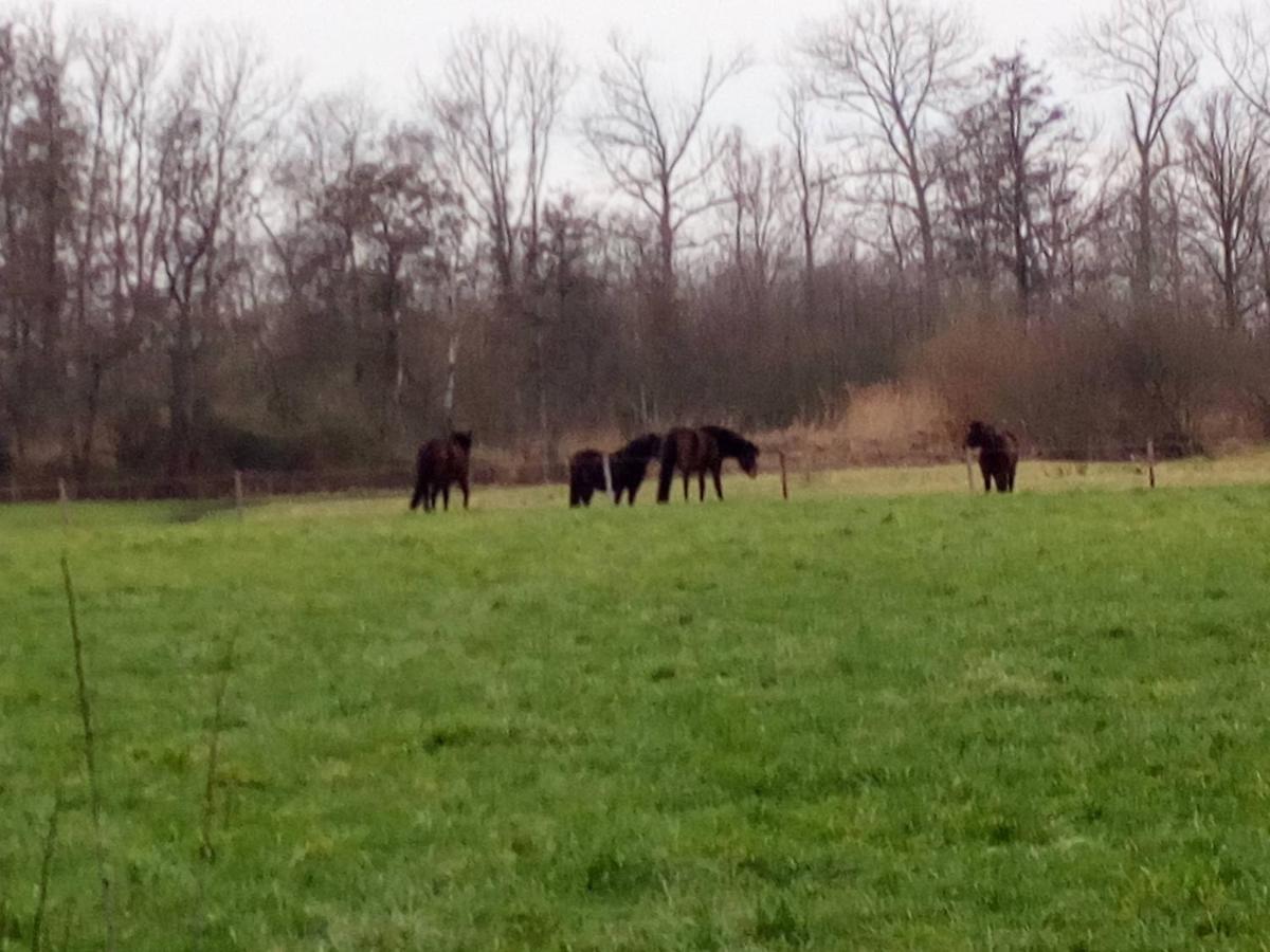 Vakantiehuis In Het Voorhuis Dommelen ภายนอก รูปภาพ